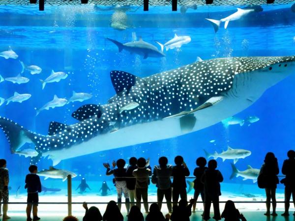 Foto del acuario