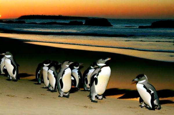 Foto de Phillip Island