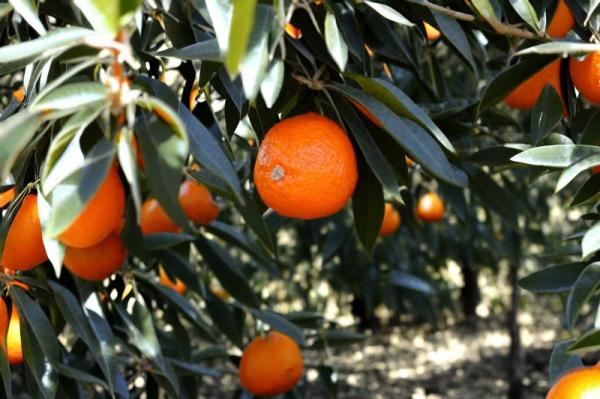 Foto de granjas de mandarina